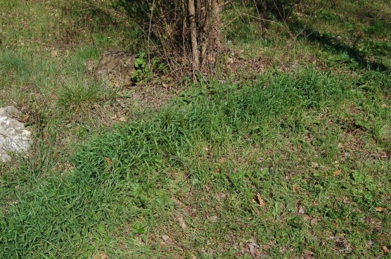 I primi di quest''anno (Calocybe gambosa)